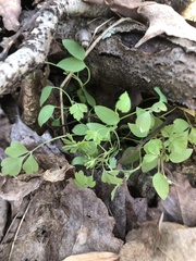 Thalictrum thalictroides