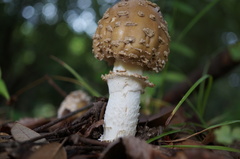 Amanita sychnopyramis