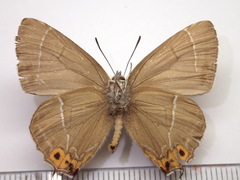 Chrysozephyrus brillantinus