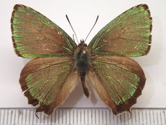Chrysozephyrus brillantinus