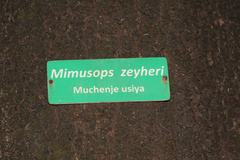 Mimusops zeyheri