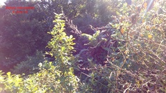 Phormium tenax