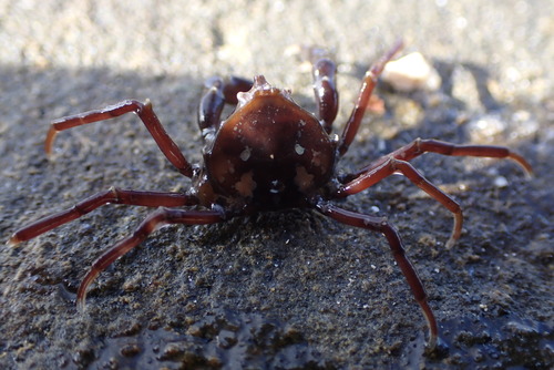 A brownish crab on a rock
