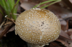 Amanita sychnopyramis