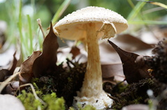 Amanita sychnopyramis