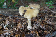 Amanita sychnopyramis