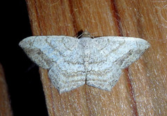 Psamatodes atrimacularia