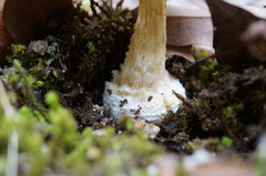 Amanita sychnopyramis