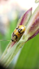 Walterianella biarcuata