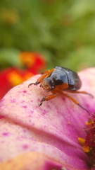 Pachystethus nectoctenus