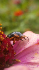 Pachystethus nectoctenus