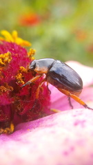 Pachystethus nectoctenus