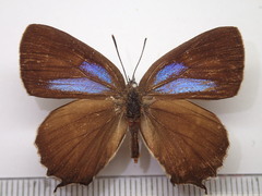 Neozephyrus japonicus
