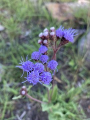 Chromolaena squarrulosa