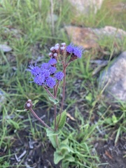Chromolaena squarrulosa