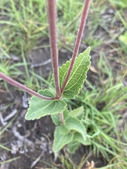 Chromolaena squarrulosa