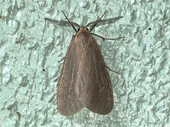 Pagara simplex