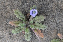Phacelia stellaris