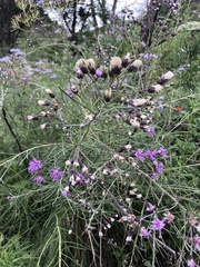 Vernonanthura nudiflora