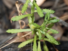Centipeda cunninghamii