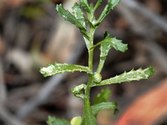 Centipeda cunninghamii