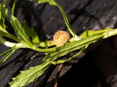 Centipeda cunninghamii