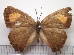 Chrysozephyrus smaragdinus