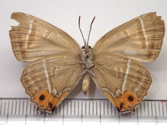 Chrysozephyrus smaragdinus