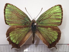 Chrysozephyrus smaragdinus