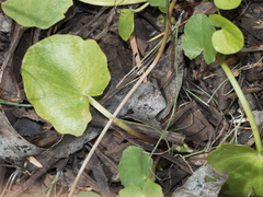 Centella cordifolia