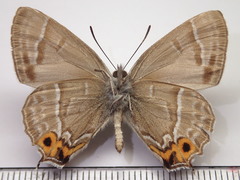 Chrysozephyrus smaragdinus