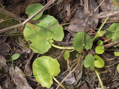 Centella cordifolia