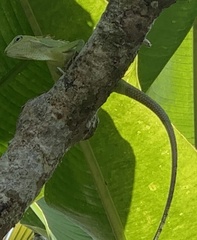 Bronchocela