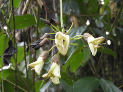 Mucuna killipiana
