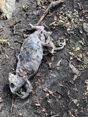 Chamaeleo calyptratus