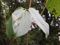 Mucuna killipiana