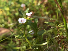Gratiola pubescens