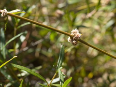 Alternanthera denticulata