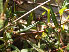 Alternanthera denticulata