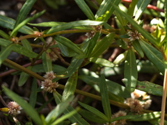 Alternanthera denticulata