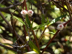 Alternanthera denticulata