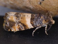 Lobesia spiraeae
