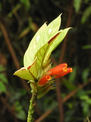 Columnea dimidiata