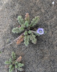 Phacelia stellaris