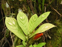 Columnea dimidiata