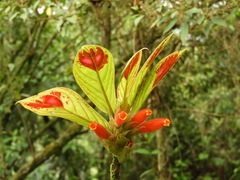 Columnea dimidiata