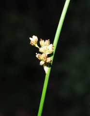 Juncus distegus