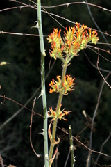 Kalanchoe laciniata