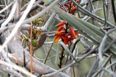 Aloe cryptopoda