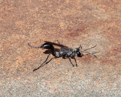 Prionyx globosus